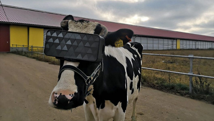 Krowy w okularach VR. Dzięki nim wybiegają na letnią łąkę i dają więcej mleka